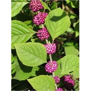 American Beautyberry 3 Live Plants Callicarpa Americana Drought-Tolerant, Vibrant Purple Berries, Attracts Birds \u0026 Butterflies Easy to Grow